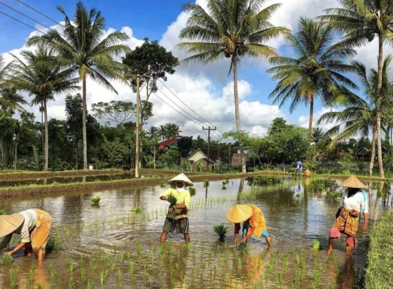 Lombok: Culture, Rice Terrace, and Waterfall Full-Day Tour - Scenic Stops and Views