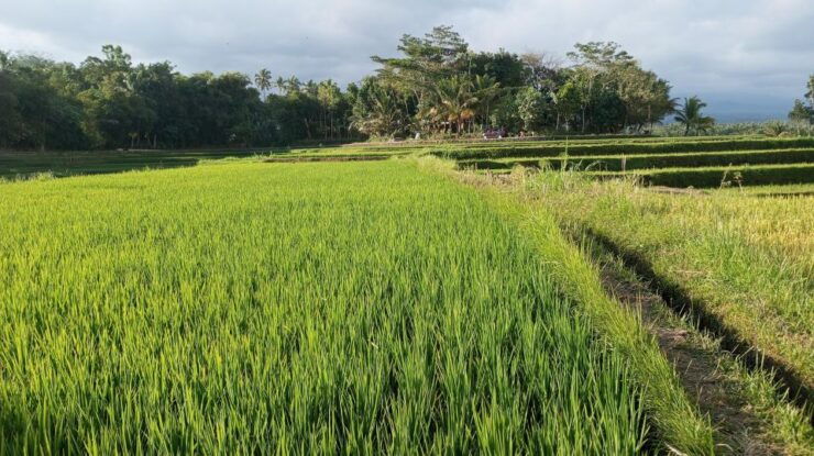 Lombok Day Trip: Nature & Culture - Tour Itinerary Highlights