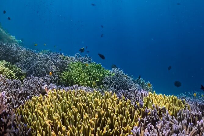 Lombok Day Trip - Privat Snorkeling Gili Nanggu,Gili Kedis,Sudak - Who Is This Tour For?