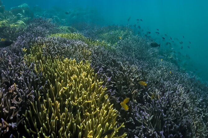 Lombok Day Trip - Privat Snorkeling Gili Nanggu,Gili Kedis,Sudak - The Sum Up