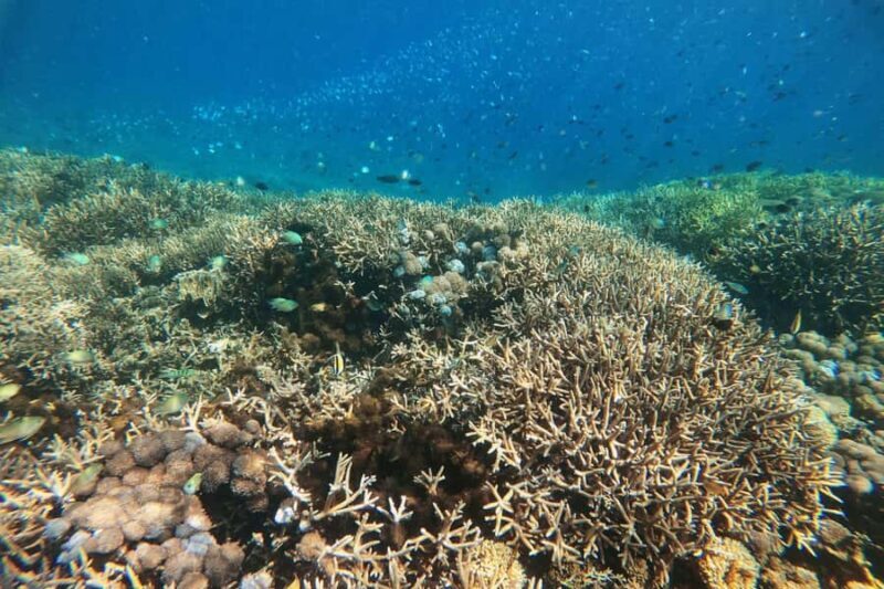 Lombok: East Gili Islands Snorkeling Tour with BBQ Lunch - Good To Know
