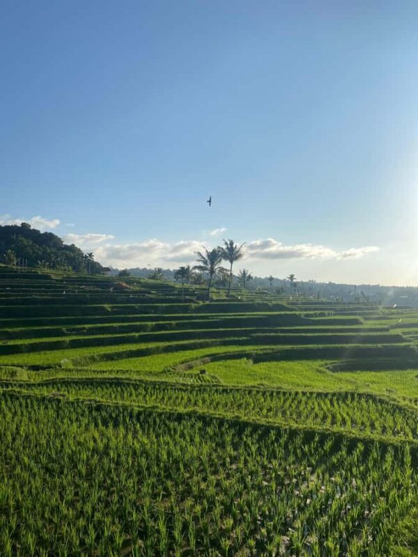 Lombok Escape: Nature, Culture & Sembalun Highlands Day Trip - The Sum Up