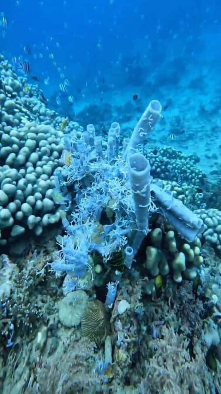 Lombok: Gili Gede, Rengit, and Layar Island Hopping Tour - Who Will Love This Experience?