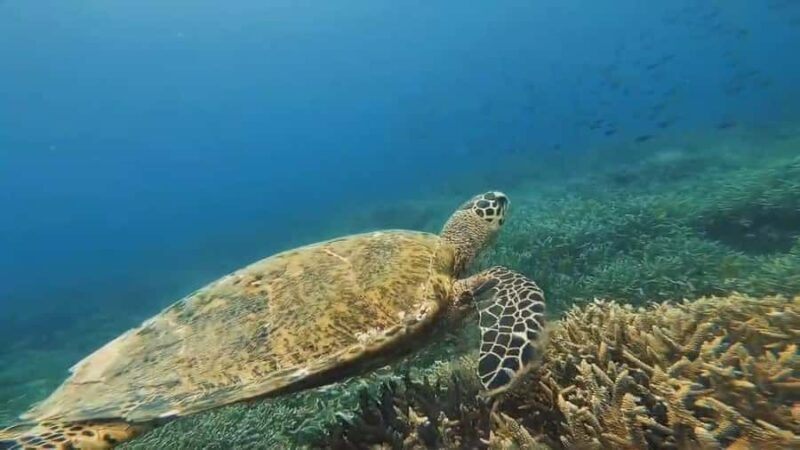 Lombok: Gili Gede, Rengit, and Layar Island Hopping Tour - Analyzing the Value: Is It Worth It?