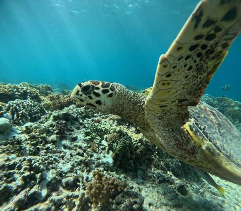 Lombok : Gili Islands Private Snorkeling Tour - Why This Tour Is Perfect for You