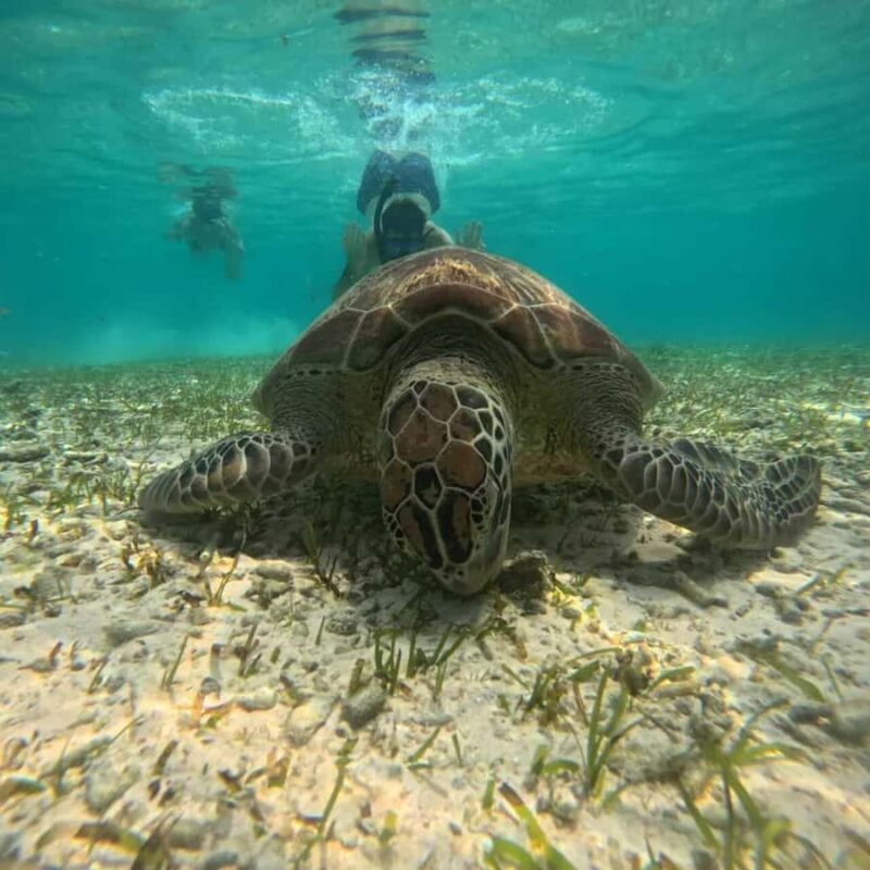 Lombok : Gili Islands Private Snorkeling Tour - The Sum Up