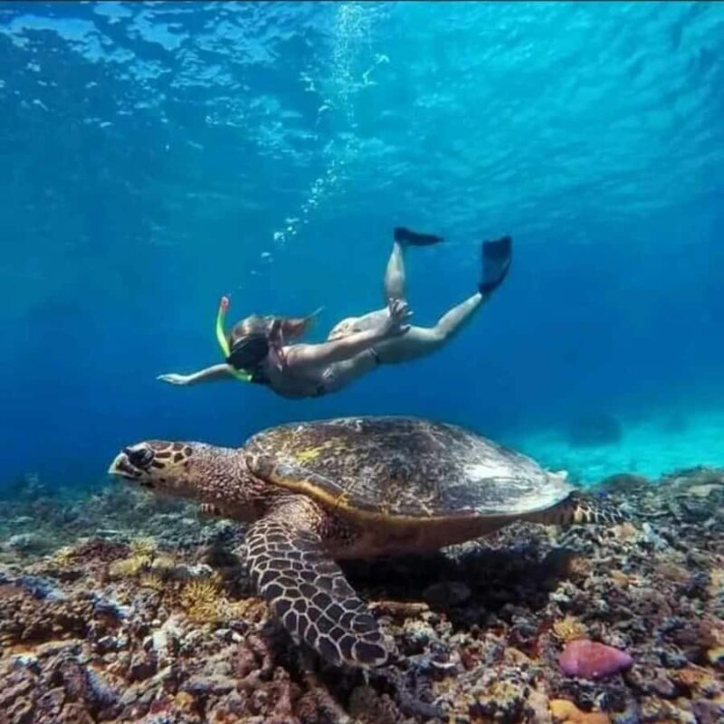 Lombok : Gili Islands Private Snorkeling Tour - The Sum Up