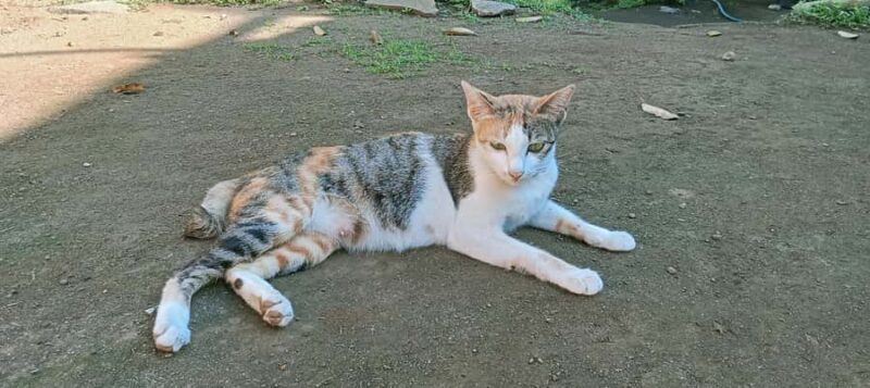 Lombok: Gili Meno Snorkeling, Waterfalls and Village Tours - FAQ