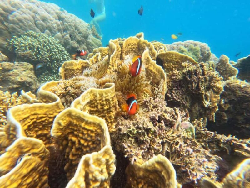 Lombok: Gili Nanggu Sudak and Kedis Snorkeling Tour - Who Is This Tour Best For?