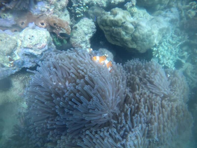 Lombok: Gili Nanggu Sudak and Kedis Snorkeling Tour - FAQ