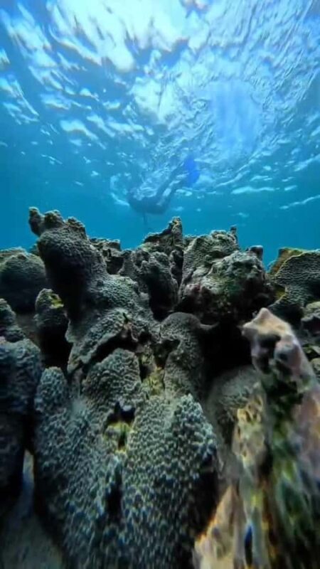 Lombok: Gili Pasir, Gili Petelu, and Pink Beach Day Tour - What You Can Expect from the Tour