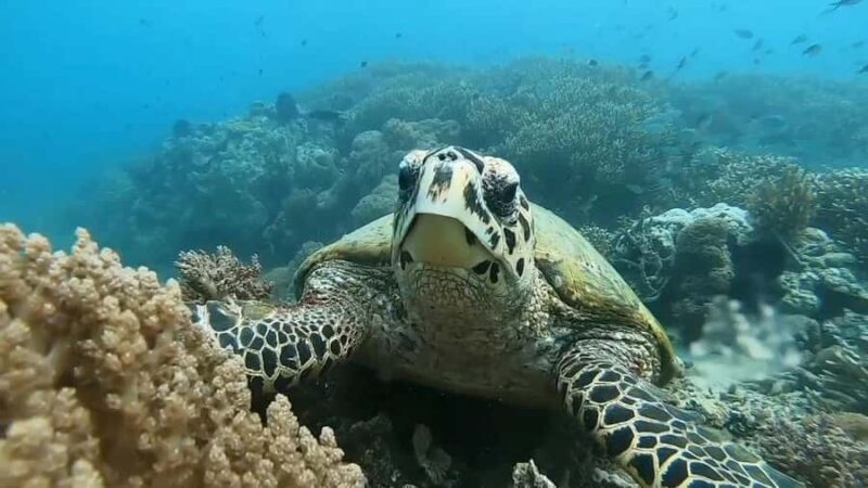 Lombok: Gili Rengit, Gili Gede, and Gili Layar Island Tour - Pricing & Value