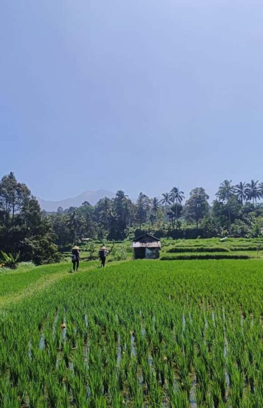 Lombok : hiking- rice terrace & waterfalls tour - Good To Know