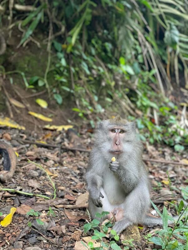 Lombok : hiking- rice terrace & waterfalls tour - Good To Know