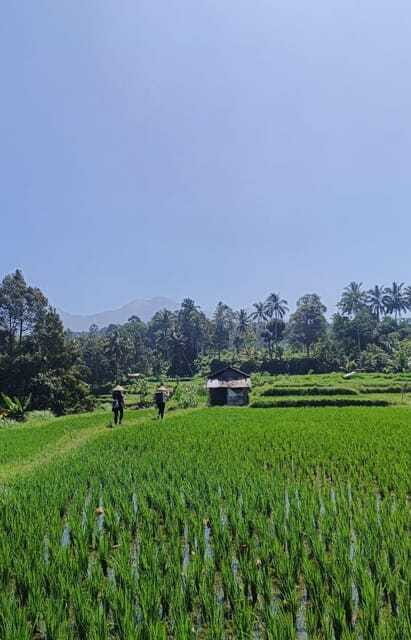 Lombok : hiking- rice terrace & waterfalls tour - Exploring Coffee Plantations & Jungle Trekking