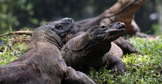 Lombok: Komodo Island 4-Day Boat Trip With Food and Board - Included Amenities
