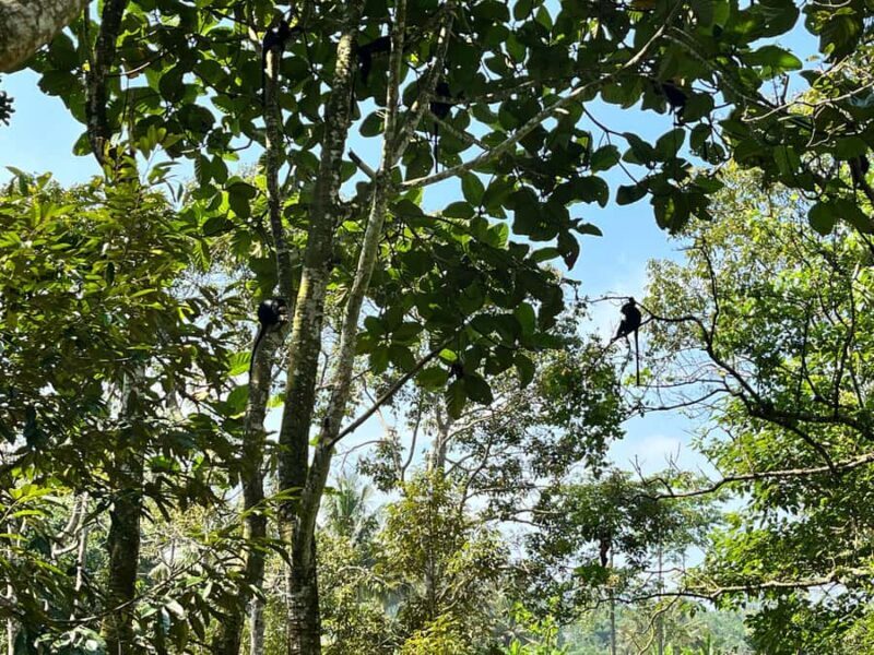 Lombok: Mataram City, Pusuk Monkey Forest & Beach Tour - FAQ