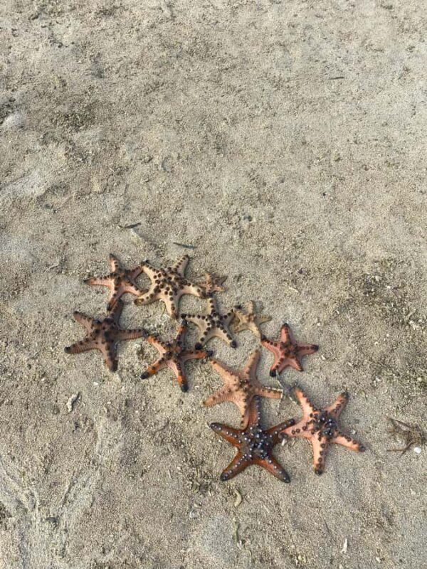 Lombok: Pink Beach Adventure and 3 Gilis - Who Is This Tour Best Suited For?