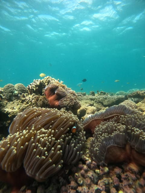 Lombok Pink Beach Boat Trip : Snorkeling & Relaxing - Activities and Experiences