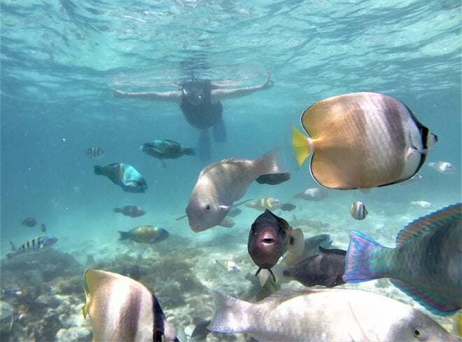 Lombok: Pink Beach Snorkeling Trip Include Lunch - Travel and Transportation