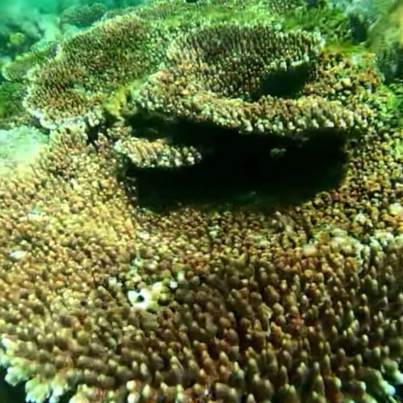 Lombok : Pink Beach Tour, Secret Gili and Snorkeling Tour - FAQ