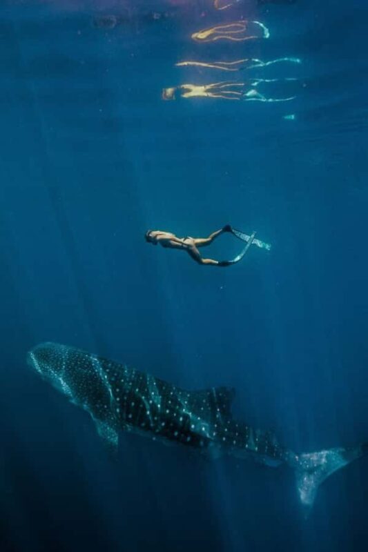 Lombok : Private 2D/1N Whale Shark Tour Lombok Sumbawa - Good To Know
