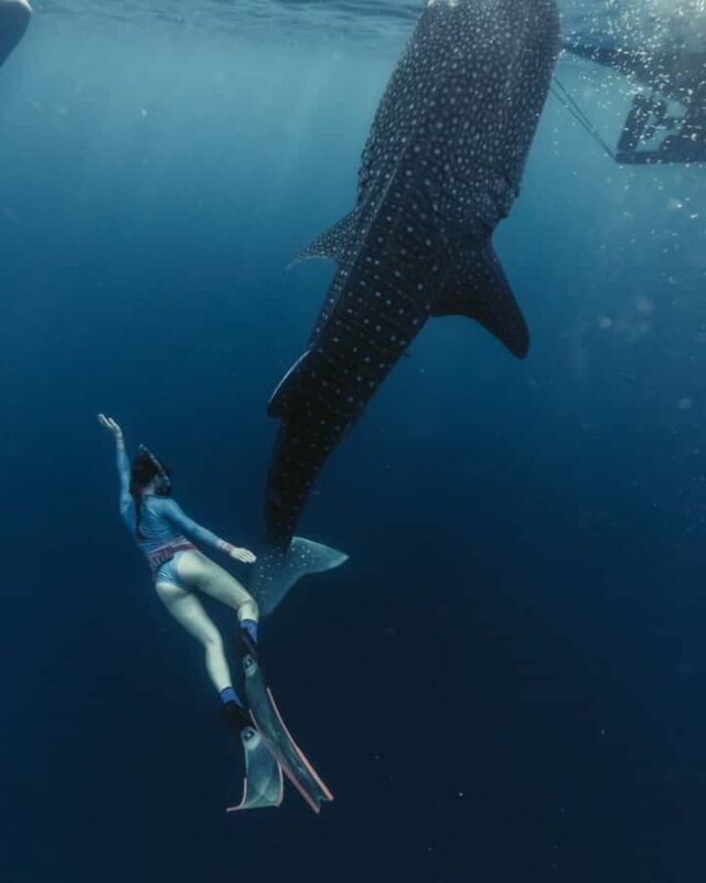Lombok : Private 2D/1N Whale Shark Tour Lombok Sumbawa - FAQ