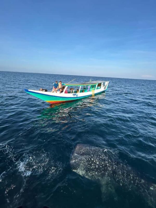Lombok : Private 2D/1N Whale Shark Tour Lombok Sumbawa - Good To Know