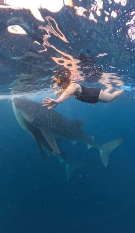 Lombok : Private 2D/1N Whale Shark Tour Lombok Sumbawa - An overview of the experience