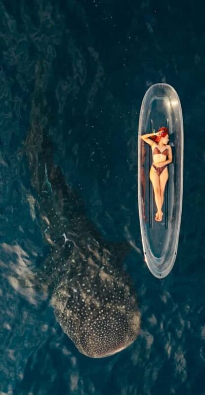 Lombok : Private 2D/1N Whale Shark Tour Lombok Sumbawa - Who should consider this tour?