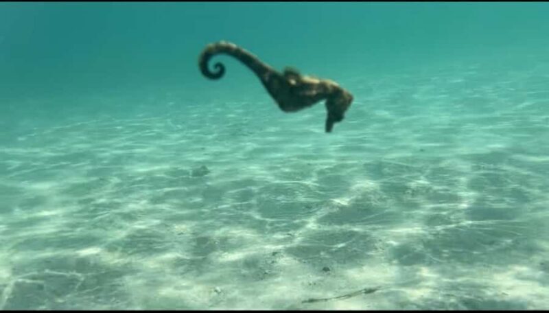 Lombok: Private day trip snorkeling in Secret Island - Discovering Lombok’s Secret Gili Snorkeling Tour: An Honest Review