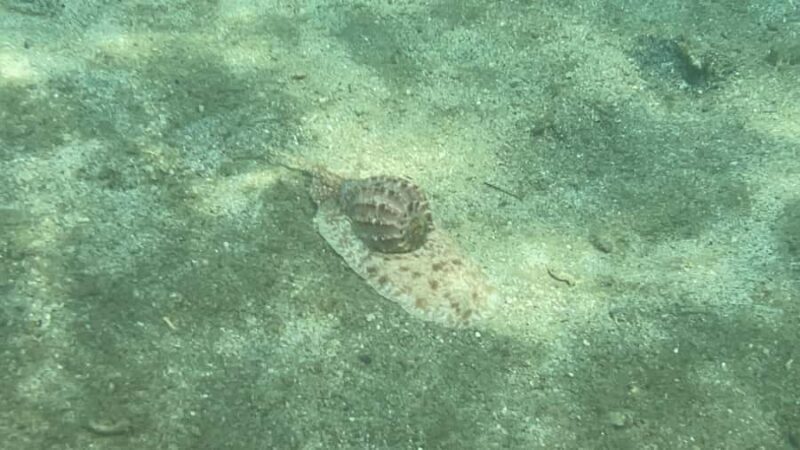 Lombok: Private day trip snorkeling in Secret Island - Who Should Consider This Tour?