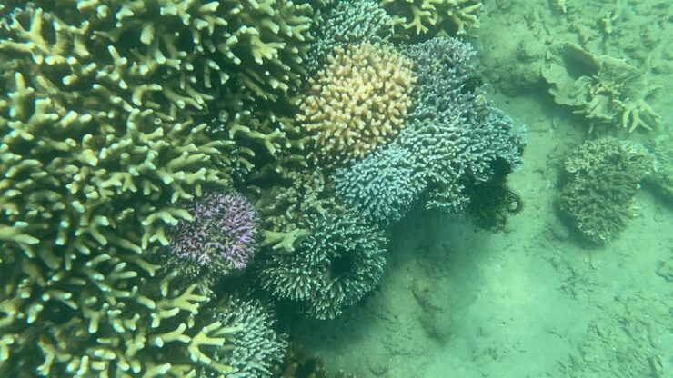 Lombok: Private Day Trip Snorkeling in Secret Island - Key Points