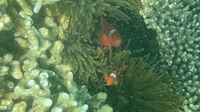 Lombok: Private Day Trip Snorkeling in Secret Island - Customer Reviews and Feedback
