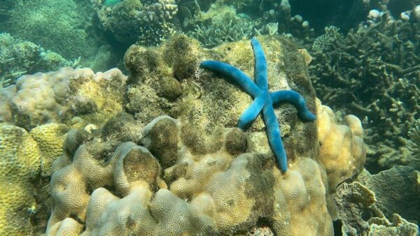 Lombok: Private Day Trip Snorkeling in Secret Island - Questions You May Have