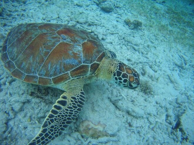 Lombok: Private Island Tour by Boat With Snorkeling - Pickup Locations and Logistics