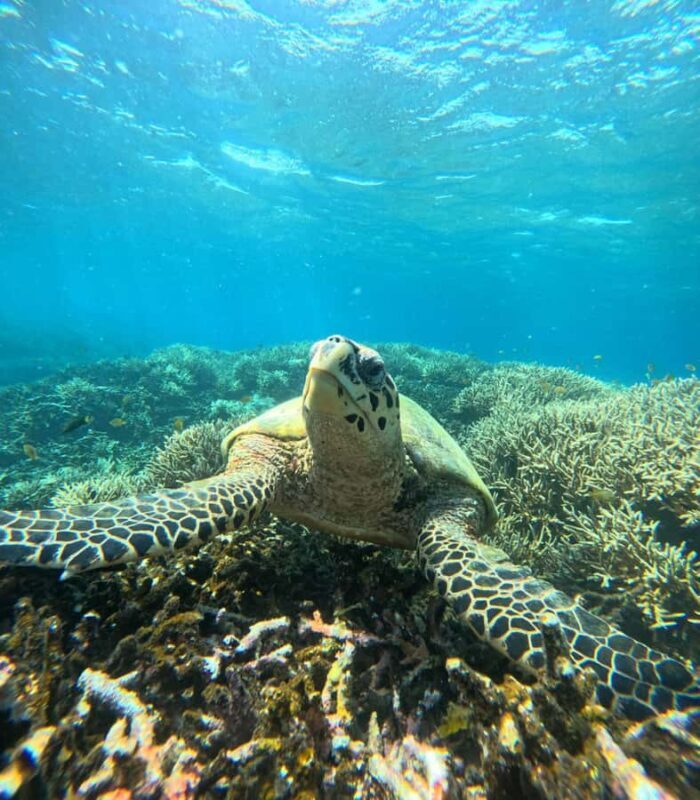 Lombok: Private Snorkeling Trip toGili Asahan, Rengit &Gilis - Good To Know