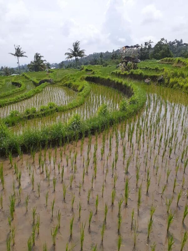 Lombok: Rice Field Terrace, Waterfalls, Culture & Tradition - An in-depth look at the tour experience
