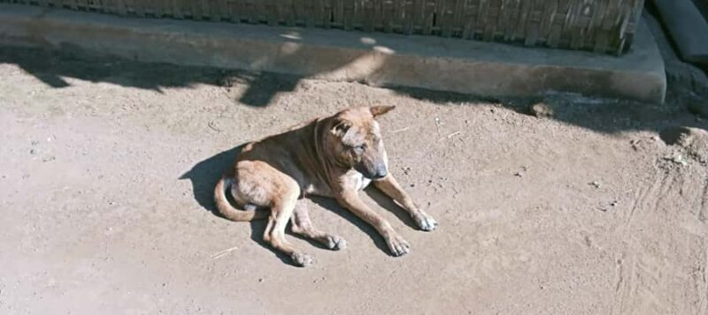 Lombok: Rice Field Terrace, Waterfalls, Culture & Tradition - Who Will Love This Tour?