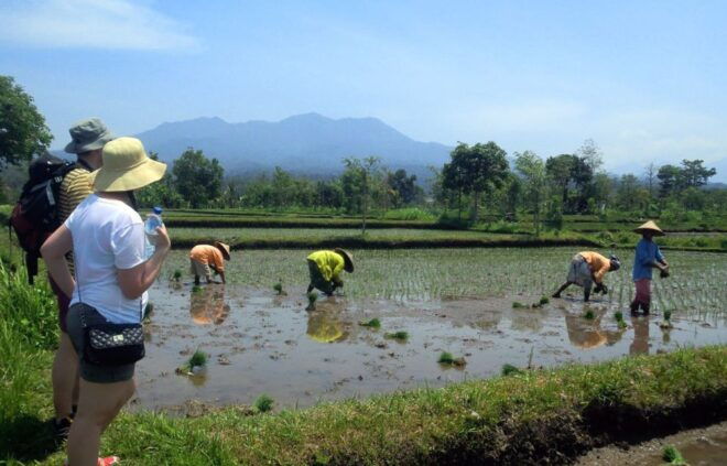 Lombok Rice Field Walking Tour - Tour Experience