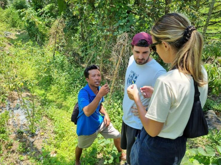Lombok Rice Terrace Walking Tour & Benang Kelambu Waterfall - Private Group Option
