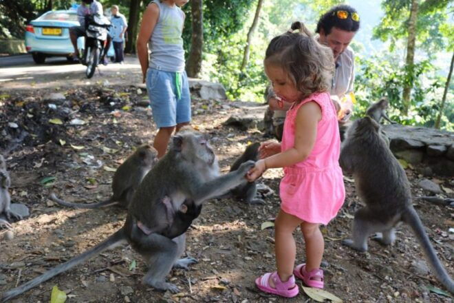 Lombok Rice Terrace Walking Tour & Benang Kelambu Waterfall - Full Description and Reviews