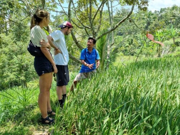 Lombok Rice Terrace Walking Tour & Benang Kelambu Waterfall - Tour Itinerary