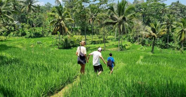 Lombok Rice Terrace Walking Tour & Benang Kelambu Waterfall - How to Book and Prepare for the Tour