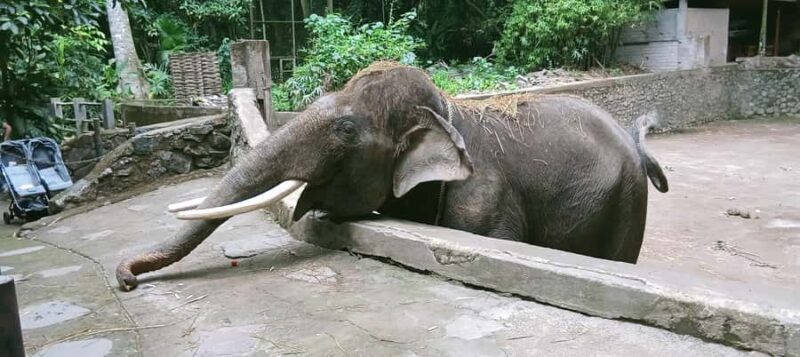 Lombok Safari Wildlife Park, Village and Waterfalls tour - A Deep Dive into the Tour Experience