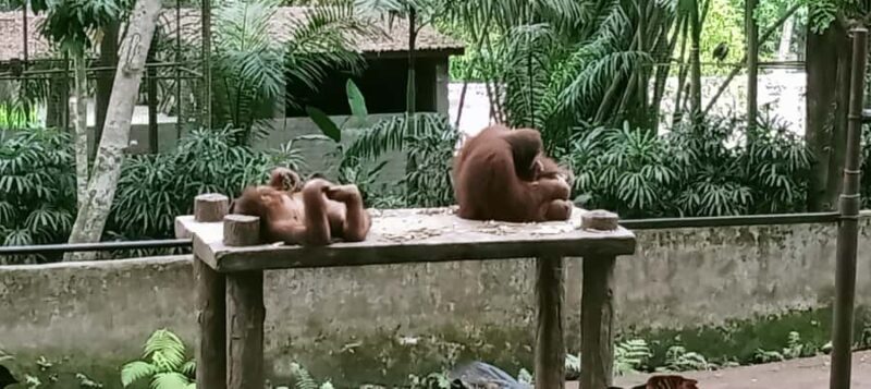 Lombok Safari Wildlife Park, Village and Waterfalls tour - FAQ