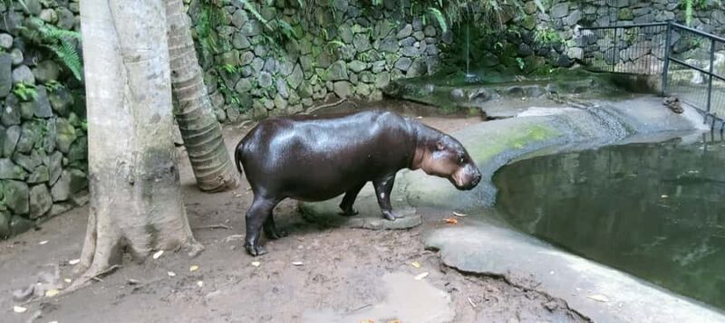 Lombok Safari Wildlife Park, Village and Waterfalls tour - Sendang Gile Waterfall: Power and Serenity