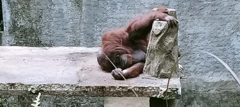 Lombok Safari Wildlife Park, Village and Waterfalls tour - Wrap-up and Drop-off