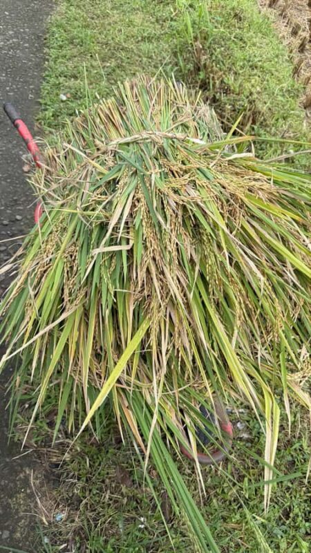 Lombok: Sasak Villages, Pottery and south beach Tour - The Logistics and Practicalities