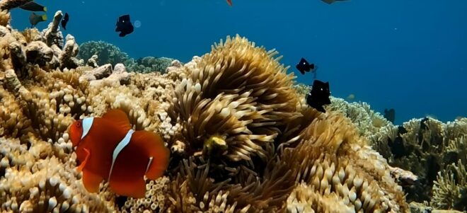 Lombok Secret Gili: Island Hopping & Snorkelling Trip - Additional Information